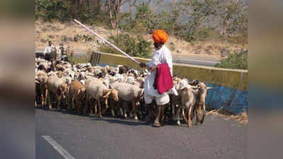 धनगर समाज काढणार आक्रोश मोर्चा