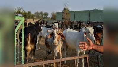 छत्तीसगढ़: एक गोशाला में 18 गायों की मौत, गांववालों पर एक कमरे में बंद करने का आरोप