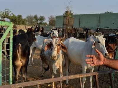 छत्तीसगढ़: एक गोशाला में 18 गायों की मौत, गांववालों पर एक कमरे में बंद करने का आरोप