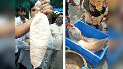 पालघर: घोळ मासा ५.५ लाखांना विकला
