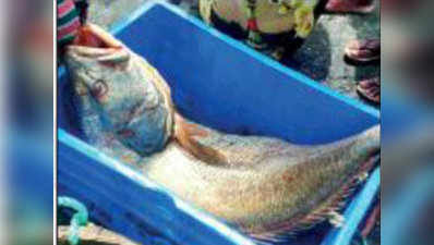 5.5 लाख रुपये में बिकी मुंबई के मछुआरे भाइयों की यह मछली