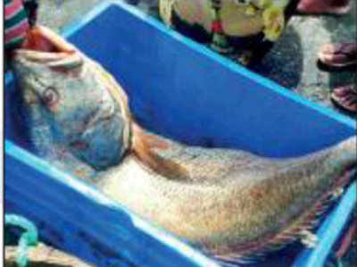 5.5 लाख रुपये में बिकी मुंबई के मछुआरे भाइयों की यह मछली