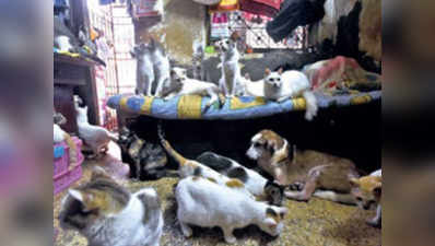 200 वर्ग फुट के मकान में 70 बिल्लियों के साथ रहती हैं मुंबई की कैट वुमन