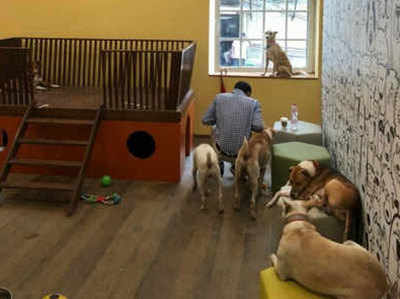 टाटा ग्रुप के हेडक्वॉर्टर में कुत्तों के लिए खास इंतजाम के साथ बनाया घर