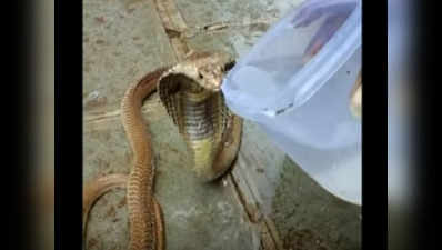 देखें, प्यासे कोबरा को पानी पिलाकर लोगों ने बचाई उसकी जान