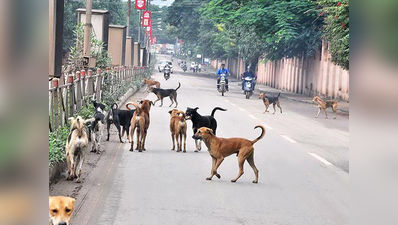 कुत्तों और बंदरों के आतंक से बचाने बनाई गई कमिटी