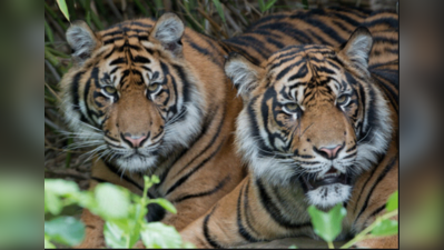 पिछले दो साल में मारे गए 237 बाघ, सरकार ने लोकसभा में दी जानकारी