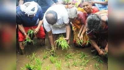 ಮಂಡ್ಯದಲ್ಲಿ ಭತ್ತ ನಾಟಿ ಮಾಡಿದ ಸಿಎಂ ಕುಮಾರಸ್ವಾಮಿ