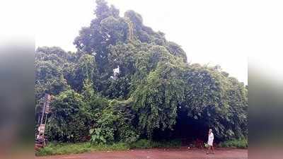 ಕಾಡನ್ನೇ ನಾಶ ಮಾಡುವ ಅಪಾಯಕಾರಿ ಬಳ್ಳಿಗಳು