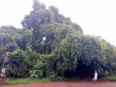 ಕಾಡನ್ನೇ ನಾಶ ಮಾಡುವ ಅಪಾಯಕಾರಿ ಬಳ್ಳಿಗಳು