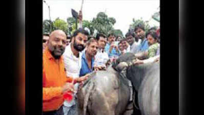 मध्य प्रदेश: प्रदर्शन के दौरान कांग्रेस कार्यकर्ताओं ने भैंस के आगे बजाई बीन, मवेशियों ने दौड़ाया