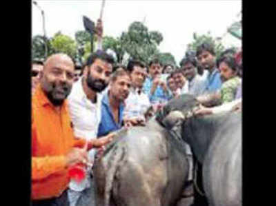 मध्य प्रदेश: प्रदर्शन के दौरान कांग्रेस कार्यकर्ताओं ने भैंस के आगे बजाई बीन, मवेशियों ने दौड़ाया