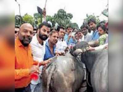 ಕೋಣನ ಮುಂದೆ ಕಿನ್ನರಿ ಬಾರಿಸಲು ಹೋಗಿ ಗುಮ್ಮಿಸಿಕೊಂಡ ಕಾಂಗ್ರೆಸ್ಸಿಗರು