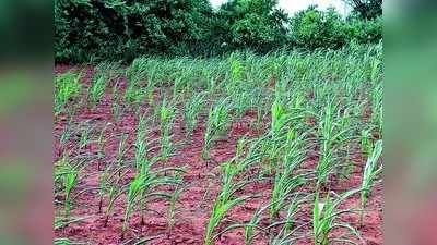 ಅವೈಜ್ಞಾನಿಕ ವಿಮೆ ಪದ್ಧತಿಗೆ ರೈತರು ಬೇಸರ