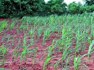 ಅವೈಜ್ಞಾನಿಕ ವಿಮೆ ಪದ್ಧತಿಗೆ ರೈತರು ಬೇಸರ