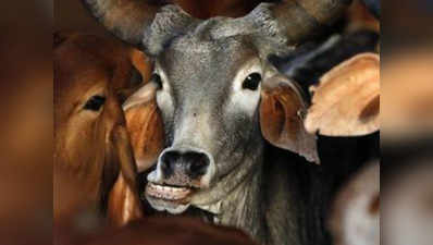 भारतीय संस्कार बचाने के लिए अब 10 साल तक के बच्चों को देसी गाय का दूध मुफ्त देने की मांग
