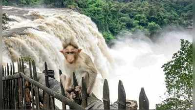 ಮೈದುಂಬಿದ ಕಾವೇರಿ: ತಮಿಳುನಾಡಿಗೆ ವರಿ