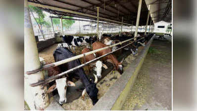 उत्‍तराखंड हाई कोर्ट का ऐतिहासिक आदेश, कहा- राज्‍य में हम गायों के कानूनी संरक्षक