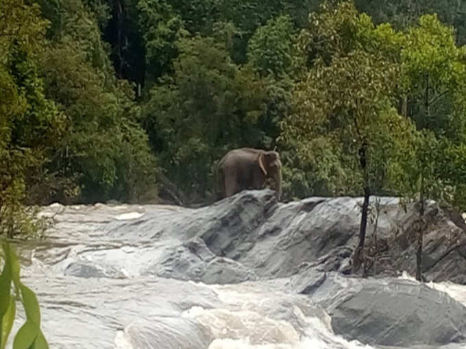 बहाव कम होने पर रेस्क्यू किया गया हाथी