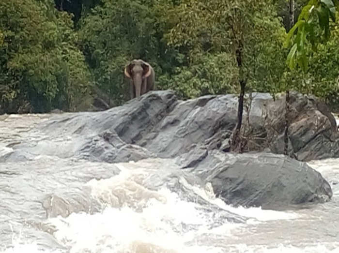 पानी के बीच फंस गया था हाथी