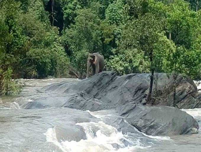 फंस गया था हाथी