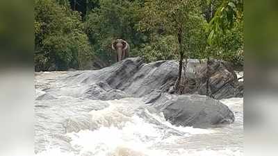 ಆನೆಯನ್ನು ಉಳಿಸಲು ಅಣೆಯನ್ನೇ ಮುಚ್ಚಿದರು!