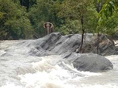 ಆನೆಯನ್ನು ಉಳಿಸಲು ಅಣೆಯನ್ನೇ ಮುಚ್ಚಿದರು!