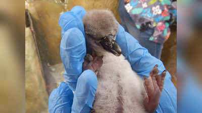 penguin birth: राणीच्या बागेत पेंग्विनचा जन्म