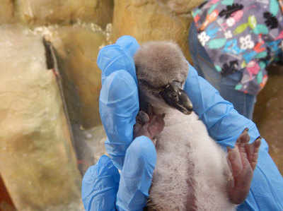 मुंबई च‍िड़‍ियाघर में हम्बोल्ट पेंग्विन का बढ़ गया कुनबा, अंडे से न‍िकला नन्‍हा मेहमान