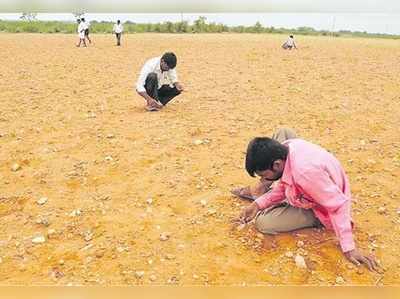 விளை நிலங்களில் வைர கற்களை தேடி படையெடுக்கும் விவசாயிகள்