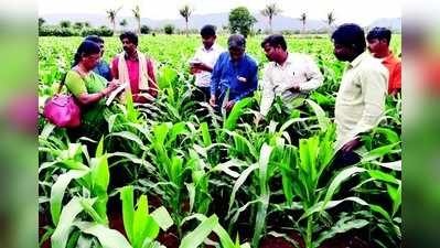 ಫಾಲ್‌ ‘ಸೈನಿಕ ಹುಳು’ ಕಾಟಕ್ಕೆ ಕಂಗಾಲಾದ ರೈತ