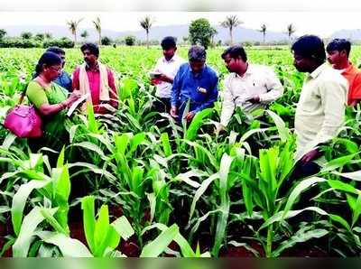 ಫಾಲ್‌ ‘ಸೈನಿಕ ಹುಳು’ ಕಾಟಕ್ಕೆ ಕಂಗಾಲಾದ ರೈತ