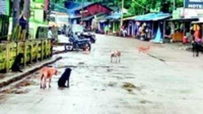 ಹಣಗೆರೆಯಲ್ಲಿ ‘ಬೀದಿ ನಾಯಿ‘ ಉಪಟಳ