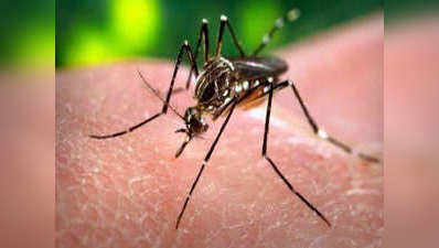 सिर्फ डेंगू-मलेरिया नहीं, ये बीमारियां भी फैलाते हैं मच्छर