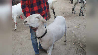 बकरीद: एसी में रहता है दुम्बा, कीमत है 1.20 लाख रुपये