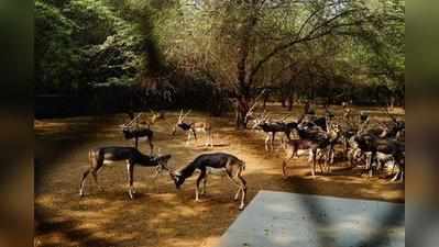 ಕೊಡಗಿನ ಪ್ರಾಣಿಗಳಿಗೆ ಅಪಾಯದ ಮುನ್ಸೂಚನೆ ಸಿಕ್ಕಿತ್ತು!