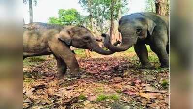 ದಸರಾ ಆನೆಗಳ ಮೈಸೂರು ಪಯಣಕ್ಕೆ ನೆರೆ ವಿಘ್ನ