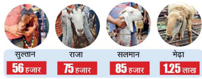 bakra-info