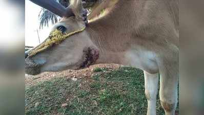 ಚಿರತೆ ದಾಳಿಗೆ ಕರು ಬಲಿ; ಆಕಳ ಸ್ಥಿತಿ ಗಂಭೀರ