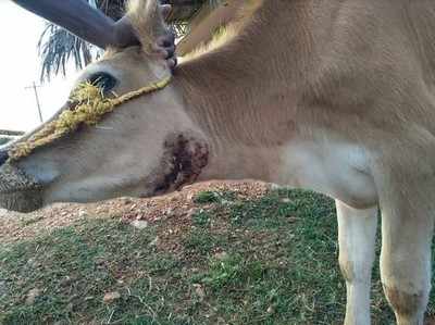 ಚಿರತೆ ದಾಳಿಗೆ ಕರು ಬಲಿ; ಆಕಳ ಸ್ಥಿತಿ ಗಂಭೀರ