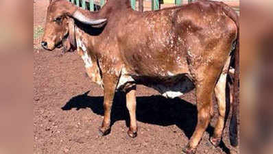 वडोदरा के ब्राजिल‍ियन गोशाला में ग‍िर नस्‍ल की गाय से बढ़ी रौनक
