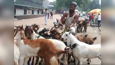 बकरीद: ईद से पहले बकरा बाजार में बन जाते हैं अशोक से अहमद