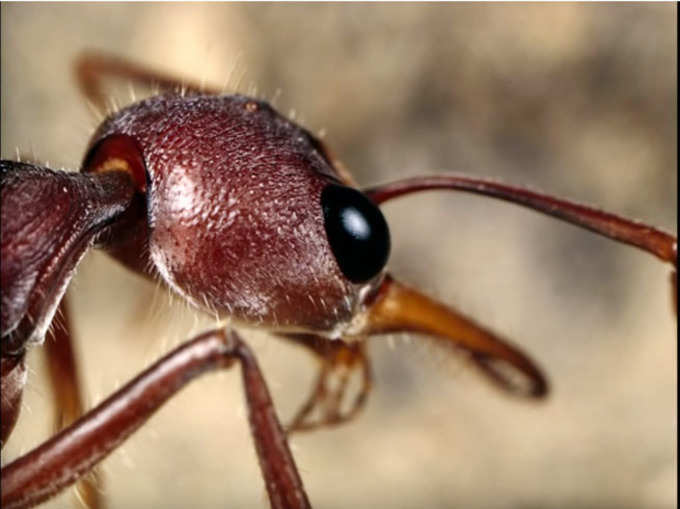 अन्य चींटियों से जुदा अंदाज