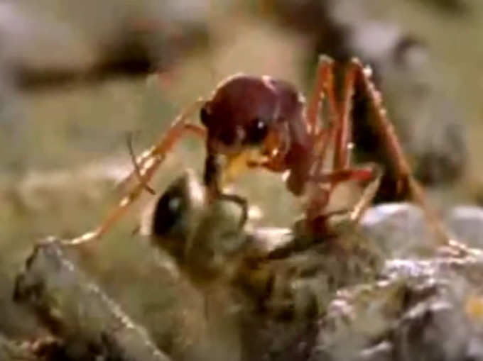 बुलडॉग चींटी के नाम सबसे जहरीली चींटी का खिताब
