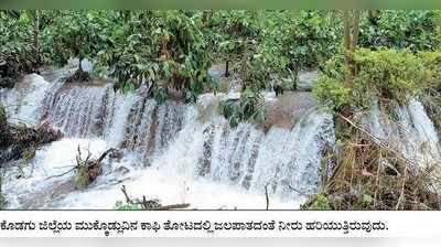 ಮಹಾಮಳೆಯಿಂದ ಕಾಫಿಗೆ ಭಾರಿ ಏಟು: ಆರ್ಥಿಕ ವ್ಯವಸ್ಥೆಗೆ ಹೊಡೆತ