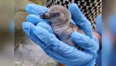भारत में पैदा हुई पहली हंबोल्ट पेंग्विन की मौत, एक हफ्ते पहले ही हुआ था जन्म