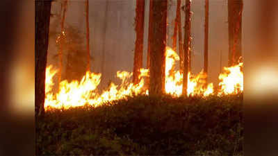 जर्मनी में जंगलों की आग पर काबू पाया गया