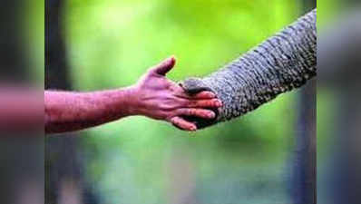 दुधवा पार्क: हिंदी में पारंगत हो गए हैं कर्नाटक से आए हाथी