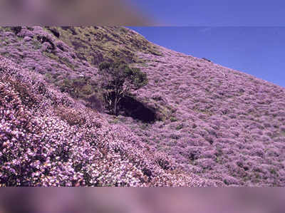 கொடைக்கானலில் களைகட்டிய குறிஞ்சி விழா ஆண்டு!