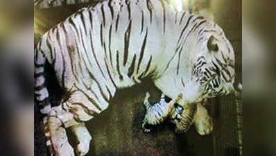 सफेद बाघिन और रॉय बंगाल टाइगर सके मिलन से जन्मे दो में से एक शावक की मौत